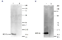 H3S10p | Histone H3 (p Ser10) (serum) in the group Antibodies Plant/Algal / DNA/RNA/Cell Cycle / Plant Epigenetics/DNA methylation at Agrisera AB (Antibodies for research) (AS16 3636)